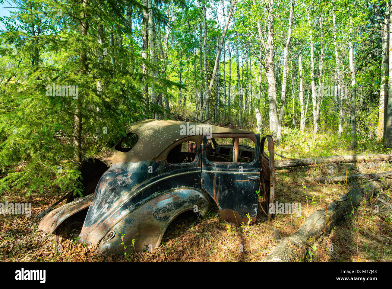 Un automobile abbandonati trovati in un bosco di pioppo in una riserva naturale nel centro di Alberta in Canada. Foto Stock