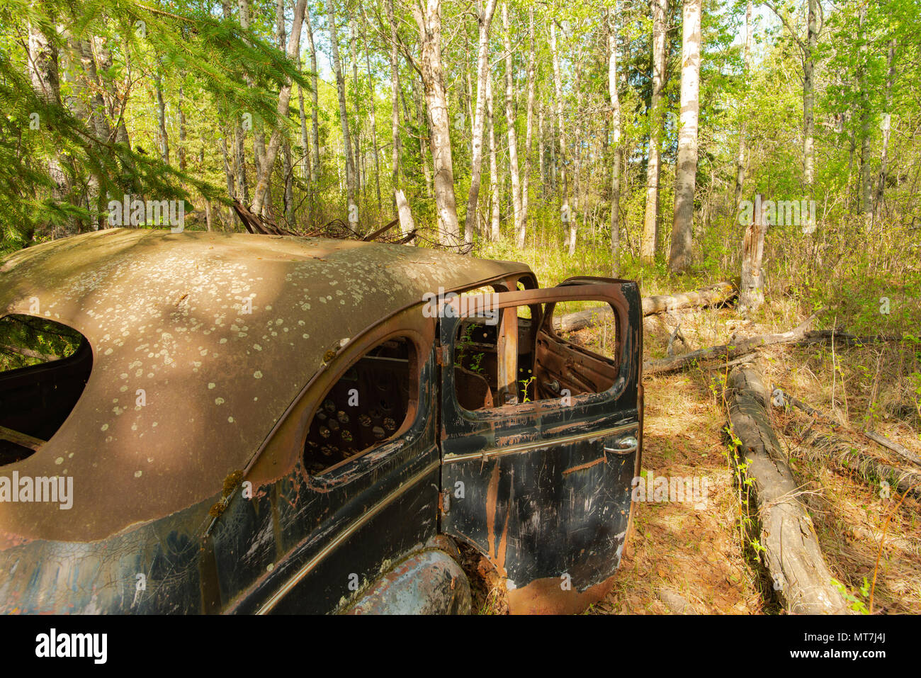 Un automobile abbandonati trovati in un bosco di pioppo in una riserva naturale nel centro di Alberta in Canada. Foto Stock
