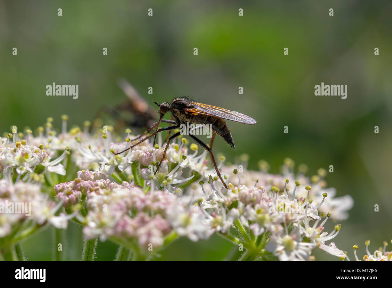 Robber fly, empis tesselata alimentare sulla mucca prezzemolo le teste dei fiori di nettare in una giornata di sole, Scozia. Foto Stock