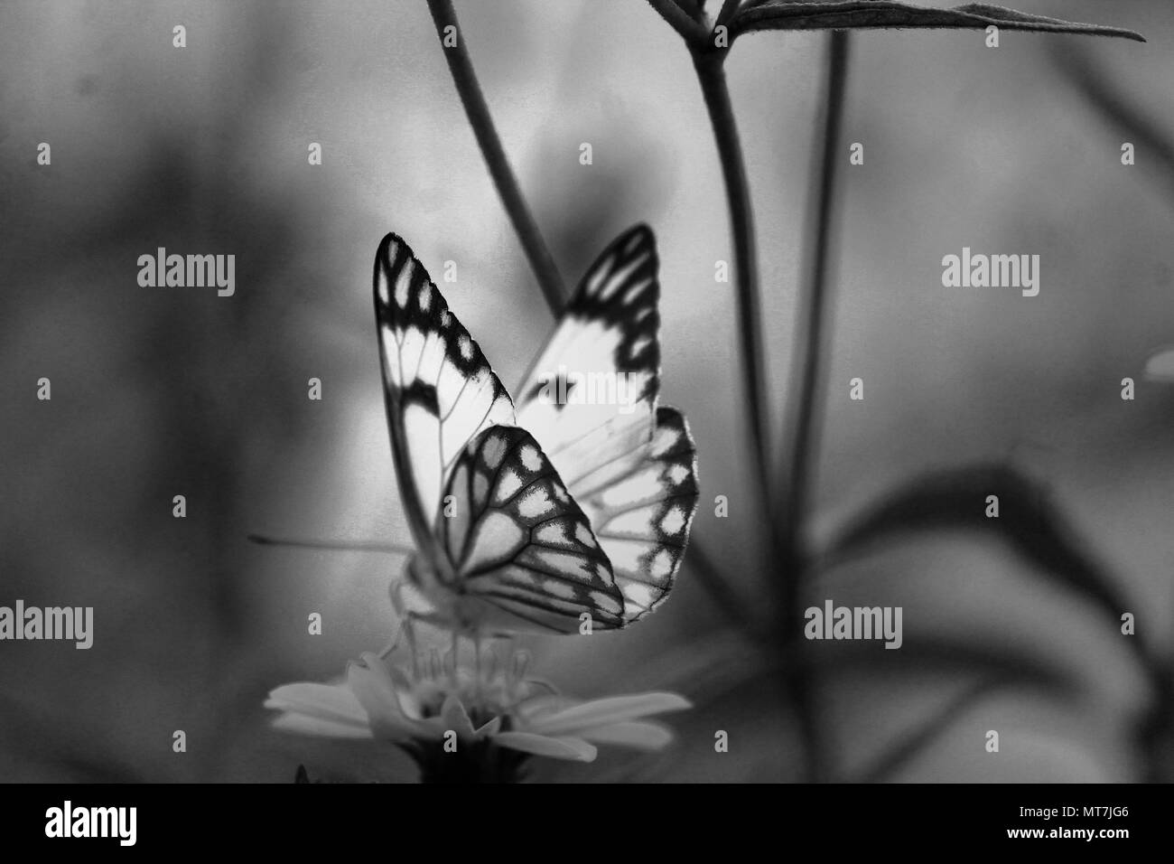 Natura nel suo momento migliore Foto Stock