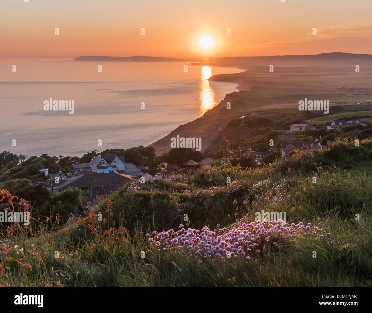 Mare rosa al tramonto. Mare rosa aka parsimonia, crescono sulle falesie sopra Blackgang, Isle of Wight, sotto il sole di setting. Foto Stock