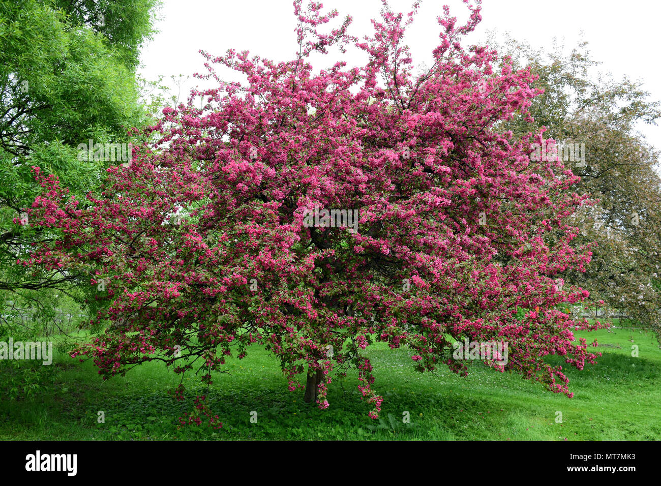 Crabeapple albero in fiore Foto Stock