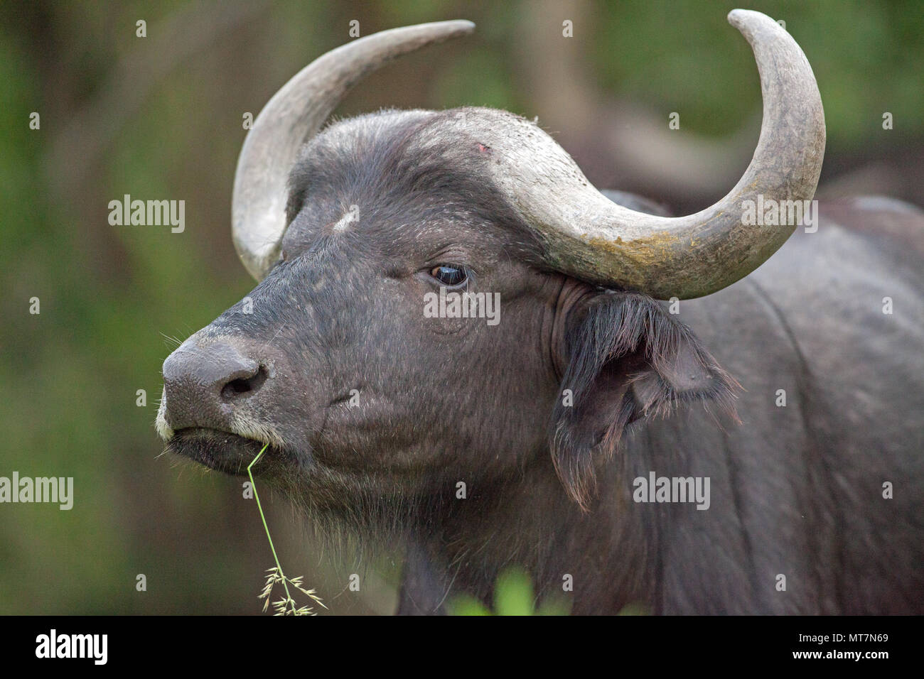 Africano o bufali (Syncerus caffer). In prossimità della testa di una mucca o femmina. Dettaglio del viso. Consapevole, cauto, olfatto buona, ma relativamente sh Foto Stock