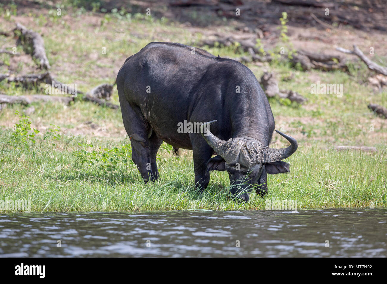 African Buffalo (Syncerus caffer). Bull o maschio. Mangiare grossolana, erbe da bordo d'acqua. Foto Stock