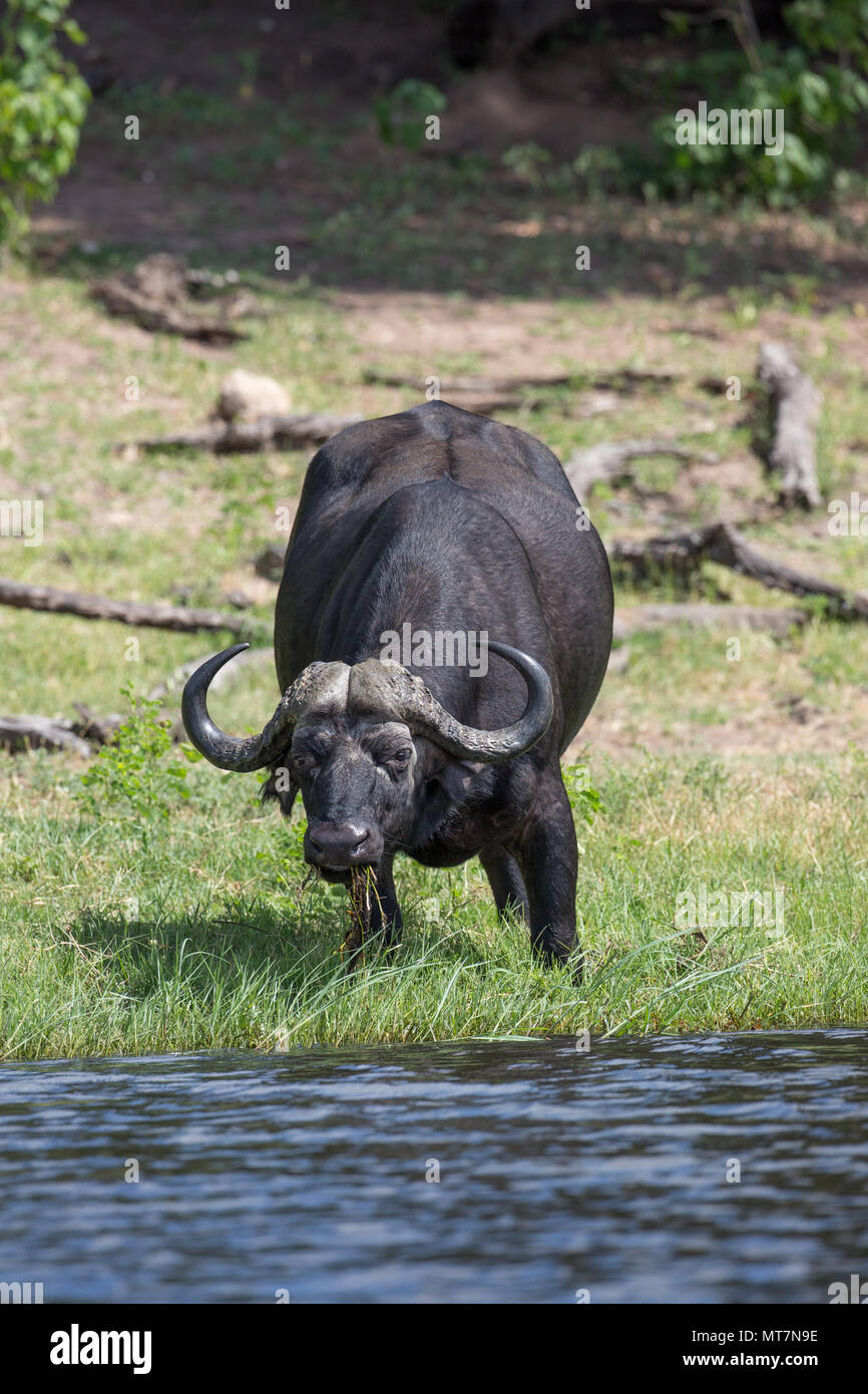 African Buffalo (Syncerus caffer). Bull o maschio. Avvicinando foro per l'acqua da bere. Foto Stock