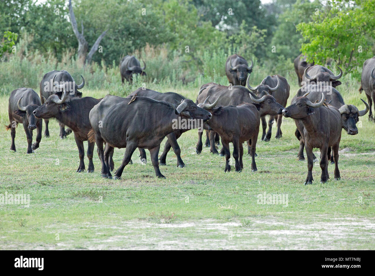 African Buffalo (Syncerus caffer). Allevamento di avvicinamento verso il foro di acqua riempito dopo le recenti piogge. Gennaio. Il Botswana. L'Africa. Foto Stock