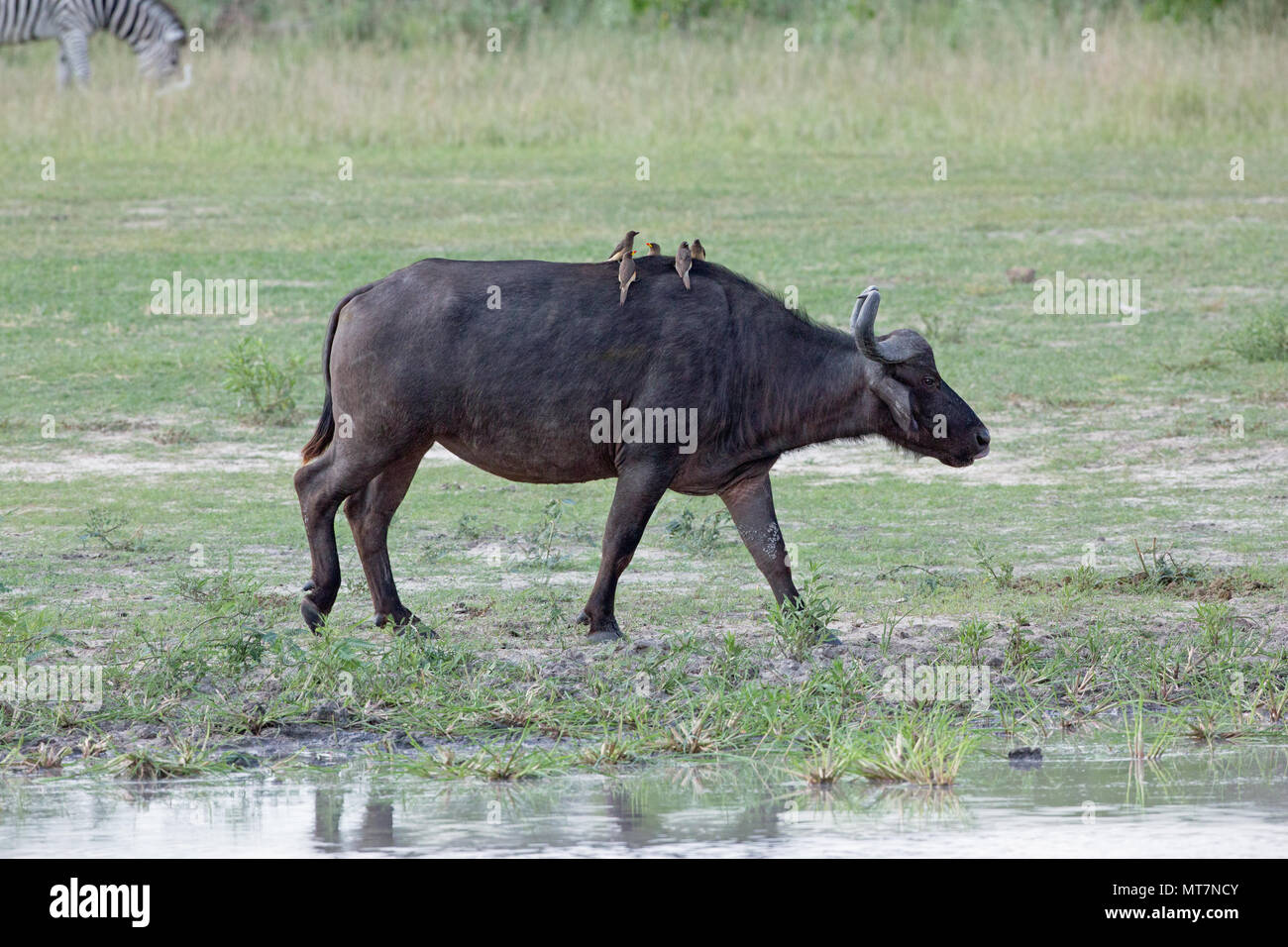 African Buffalo (Syncerus caffer). Femmina o vacca. A piedi. Giallo-fatturati Oxpeckers (Buphagus africanus), parassita esterno cacciatori ​taking un giro. Foto Stock