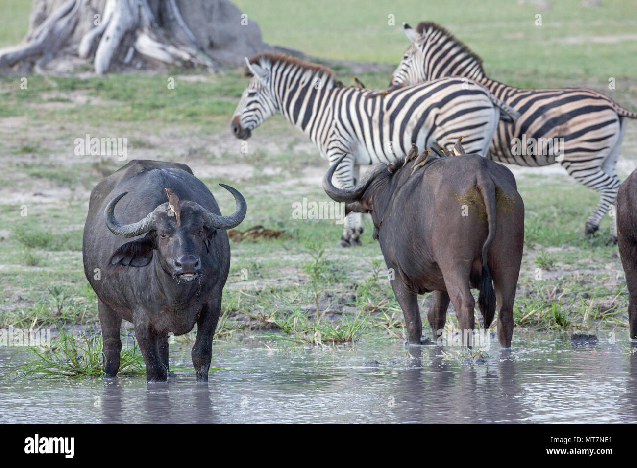 African Buffalo (Syncerus caffer) e la Burchell o pianure Zebra (Equus quagga) sympatric erbivori, grazers e browser. Foto Stock