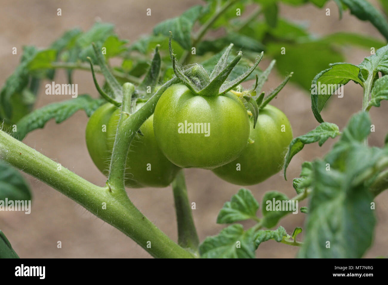 Verde di pomodori a grappolo maturazione sulla boccola in un riparto in maggio in Italia Foto Stock