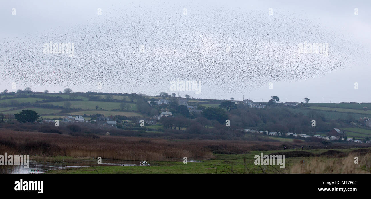 Parte di Starling murmuration a Marazion Marsh RSPB riserva, Cornwall, Regno Unito. Foto Stock