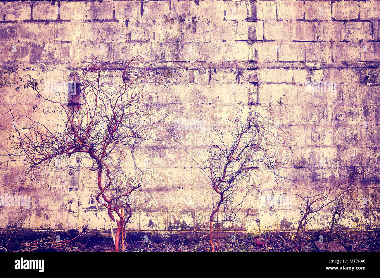 Il vecchio muro di grunge con piante essiccate, vintage colori, concetto di decadimento. Foto Stock