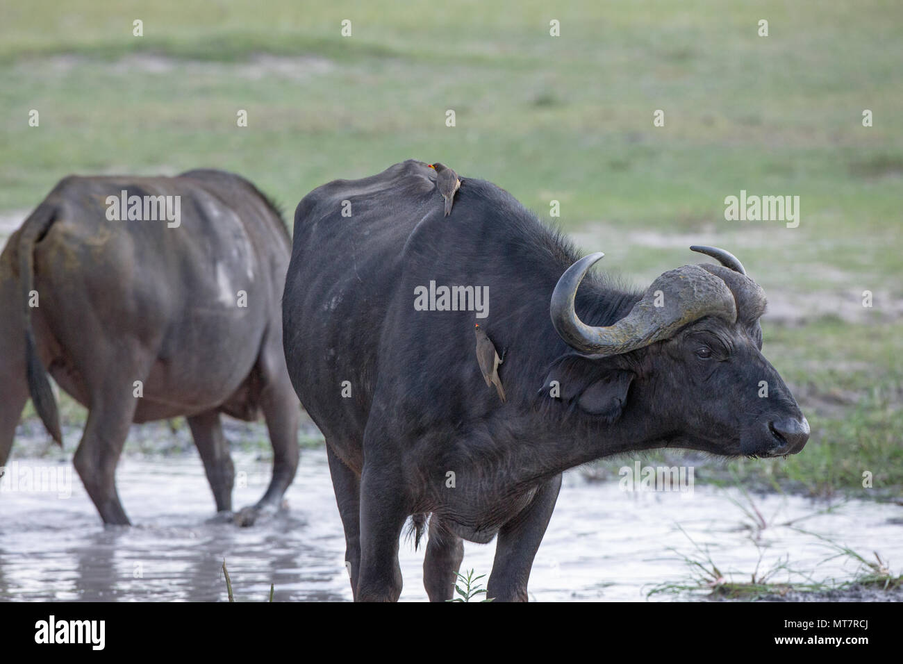 African Buffalo (Syncerus caffer). Profilo di testa e forebody, con giallo-fatturati Oxpeckers ricerca di parassiti esterni sotto forma di zecche. Foto Stock
