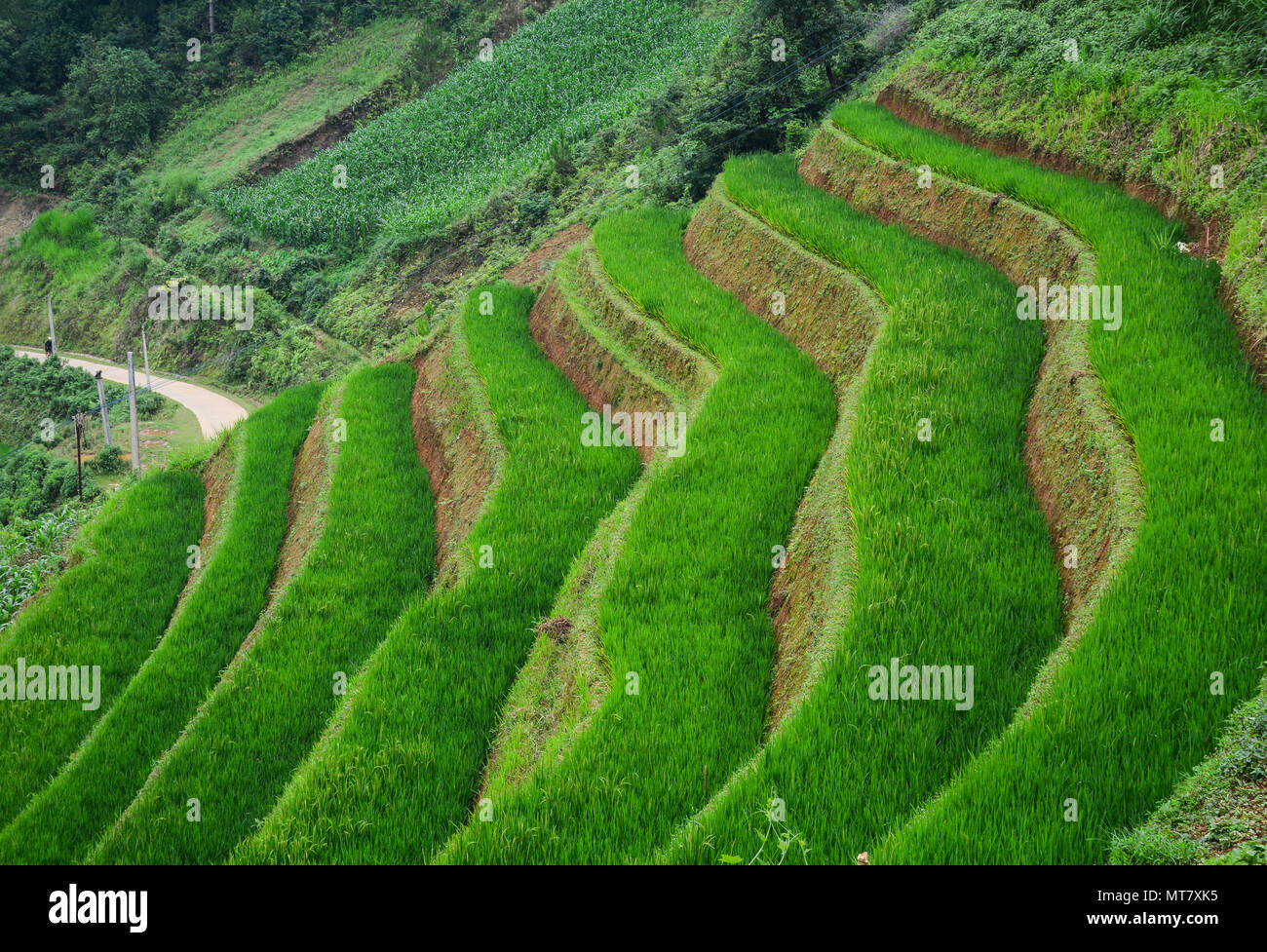 Riso terrazzati campo in giornata soleggiata di Sapa, Vietnam. Sa Pa è una frontiera township e capitale di Sa Pa del distretto di Lao Cai provincia. Foto Stock