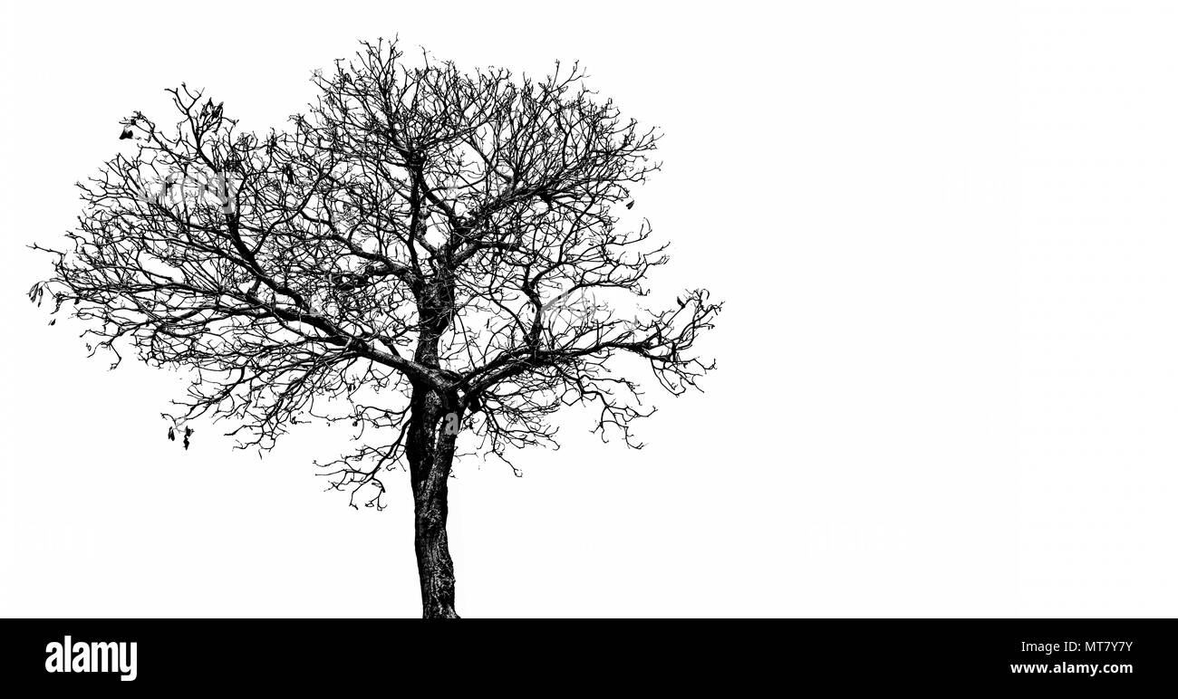 Silhouette albero morto isolato su sfondo bianco per la paura e la morte, e il concetto di pace. Giorno di Halloween sfondo. Arte e spettacolari oggetti. Foto Stock