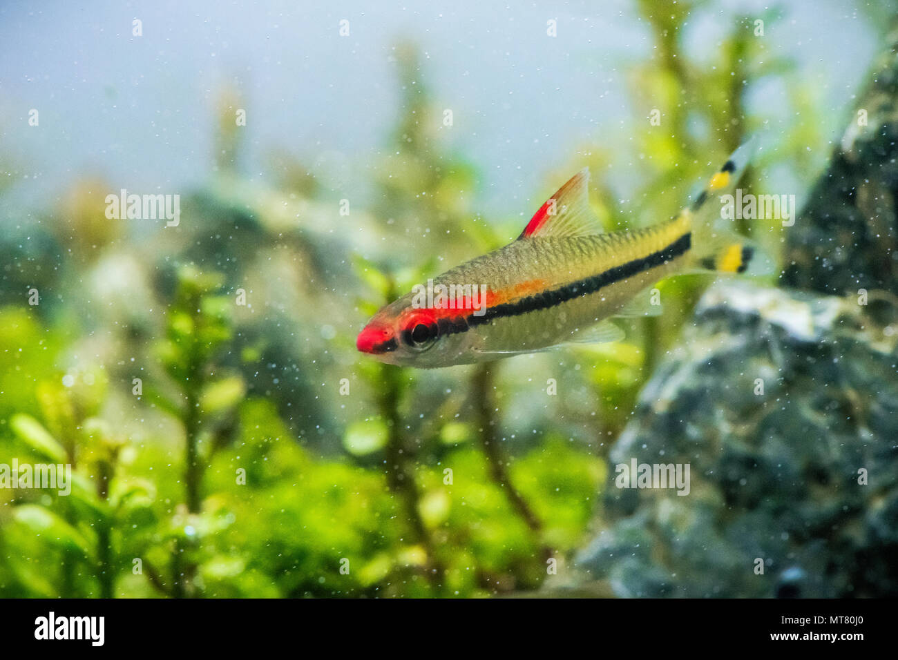 Siluro in acquario Foto Stock