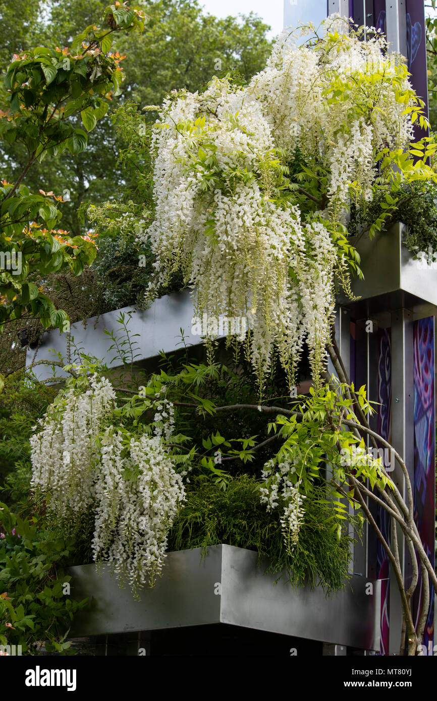 Wisteria floribunda Alba cresce su balconi in Wuhan acqua giardino disegnato da Laurie Chetwood e Patrick Collins al RHS Chelsea Flower Show Foto Stock