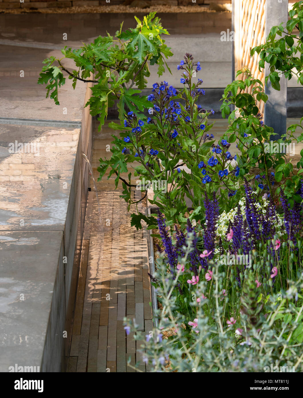 Anchusa azurea 'Dropmore' e Salvia x sylvestrus "mainacht'crescente accanto a un canale di acqua e il tubo di lancio in The Lemon Tree fiducia giardino progettato da Tom ma Foto Stock