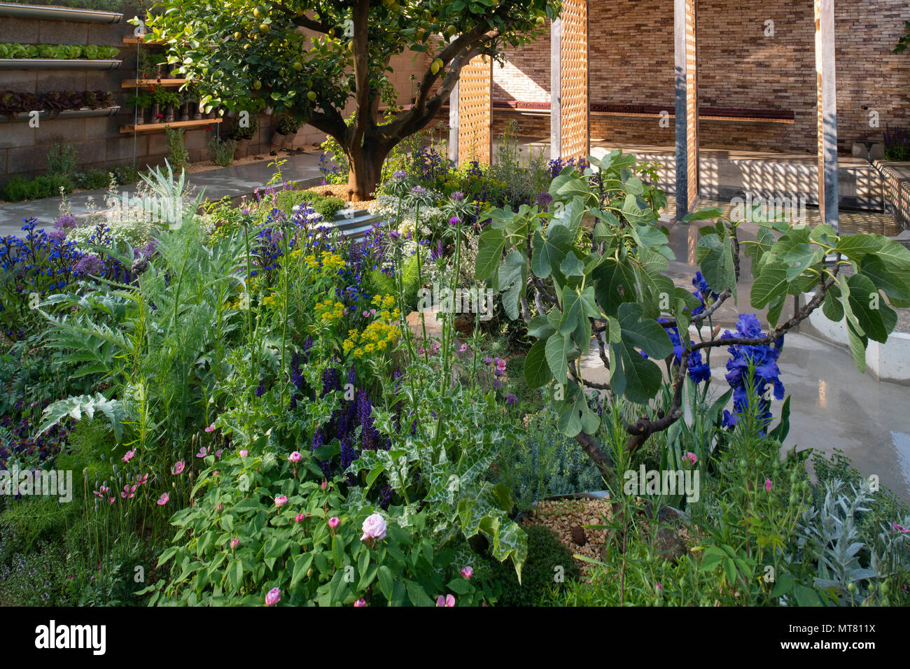 Ficus carica (Fig Tree) e Citrus limon 'Meyer' (limone) circondato da piante accanto a un padiglione nel padiglione, terrazza, Lemon Tree fiducia Garde Foto Stock