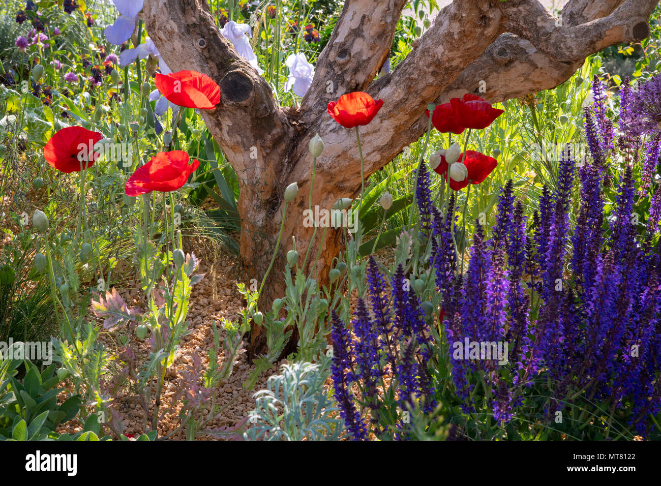 Papaver carmelli e Salvia sylvestris 'Mia Nacht' nella struttura ad albero di limone fiducia giardino progettato da Tom Massey alla RHS Chelsea Flower Show 2018, Londra, Foto Stock