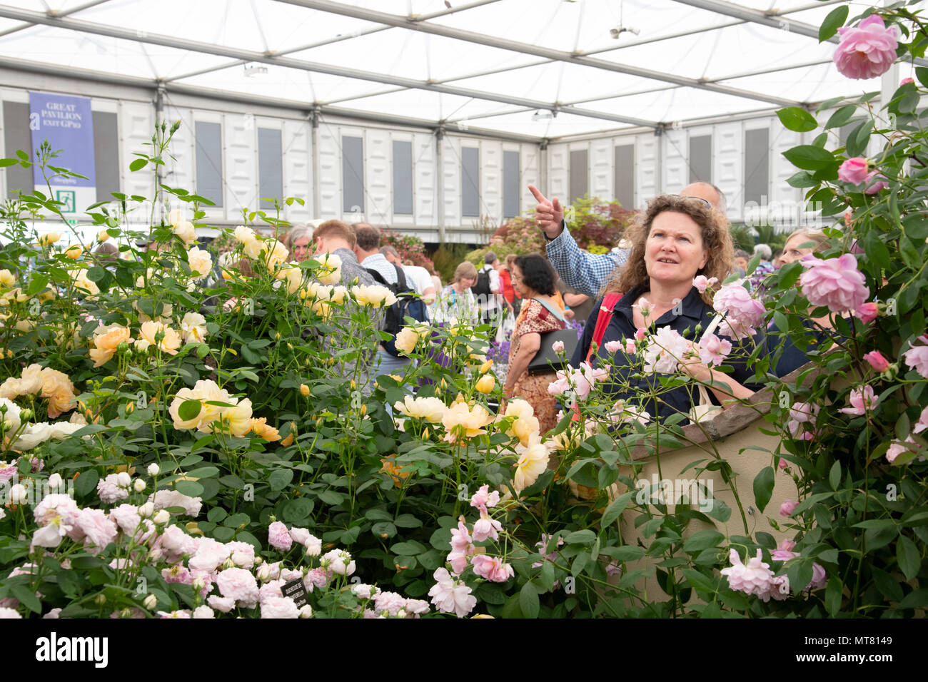 I visitatori di RHS Chelsea Flower Show nel tendone presso la David Austin Roses stand. 2018, London, Regno Unito Foto Stock