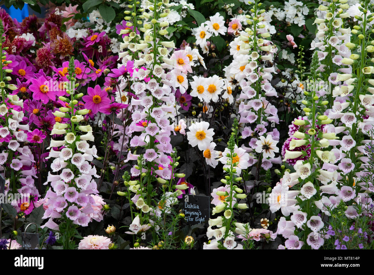 Un display di dalie e digitalis nazionali sulla raccolta Dahlia stand al RHS Chelsea Flower Show 2018, London, Regno Unito Foto Stock