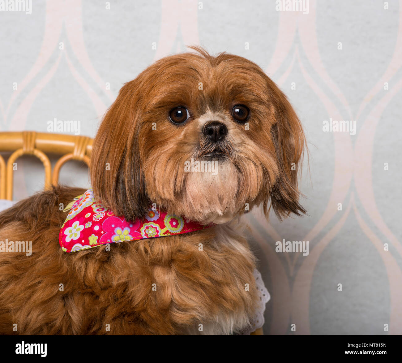 Shih Tzu cane in abbigliamento floreale seduti nella sala interna, ritratto Foto Stock