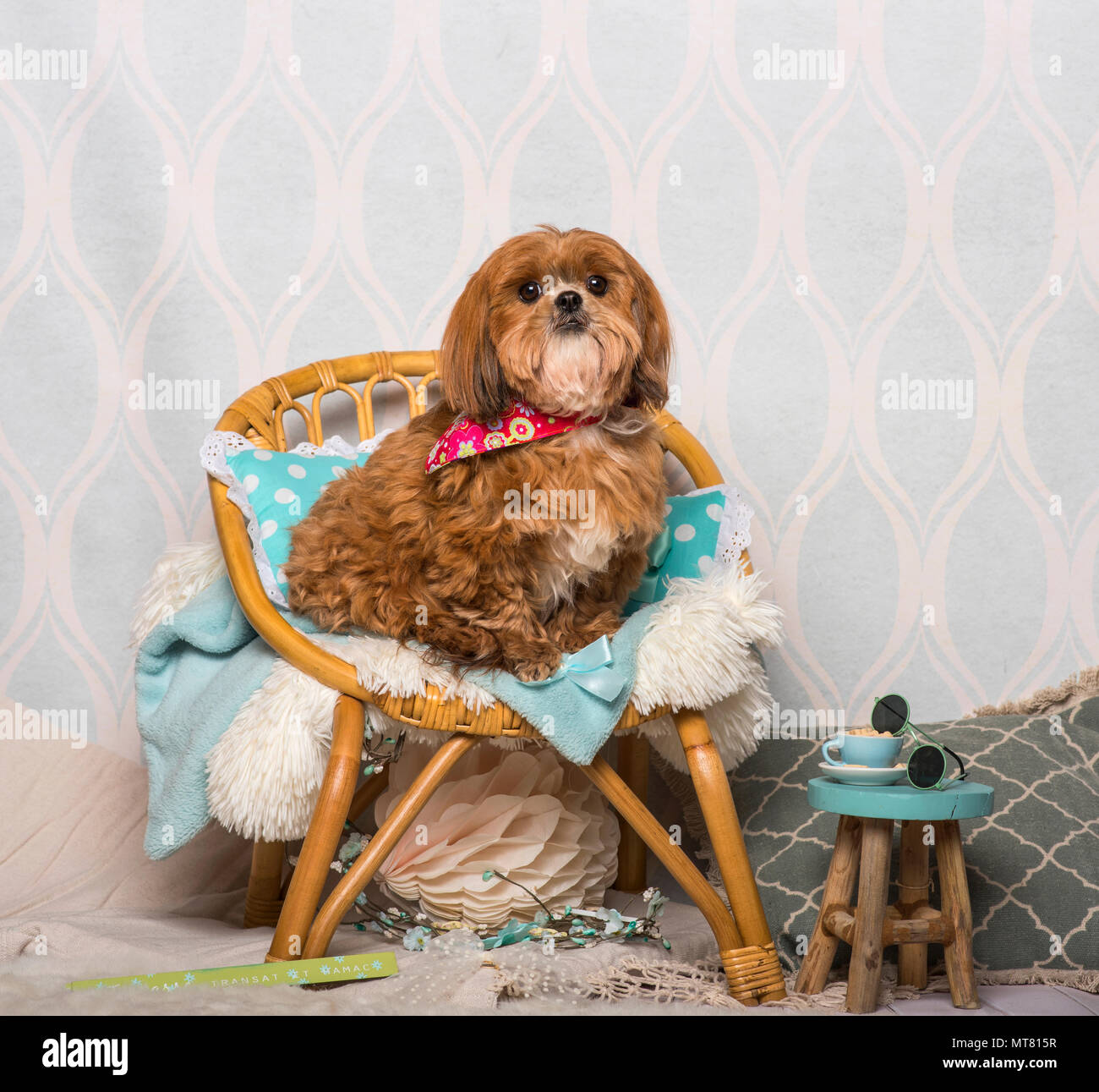 Shih Tzu cane nel collare floreali seduti nella sala interna, ritratto Foto Stock