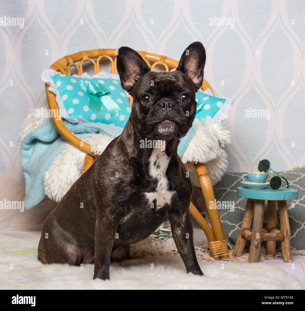 Bulldog francese seduti nella sala interna, ritratto Foto Stock