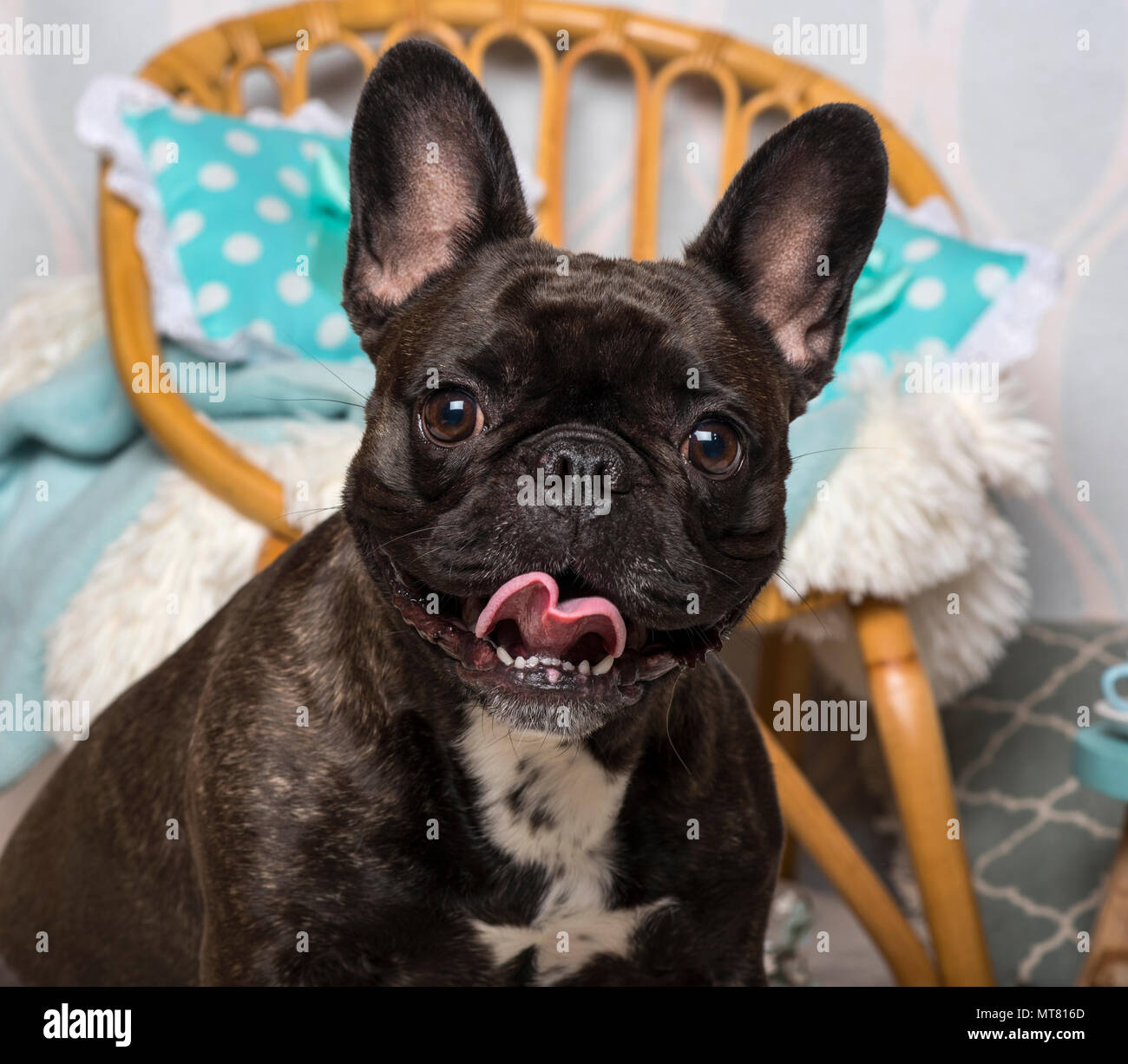 Bulldog francese seduti nella sala interna, ritratto Foto Stock