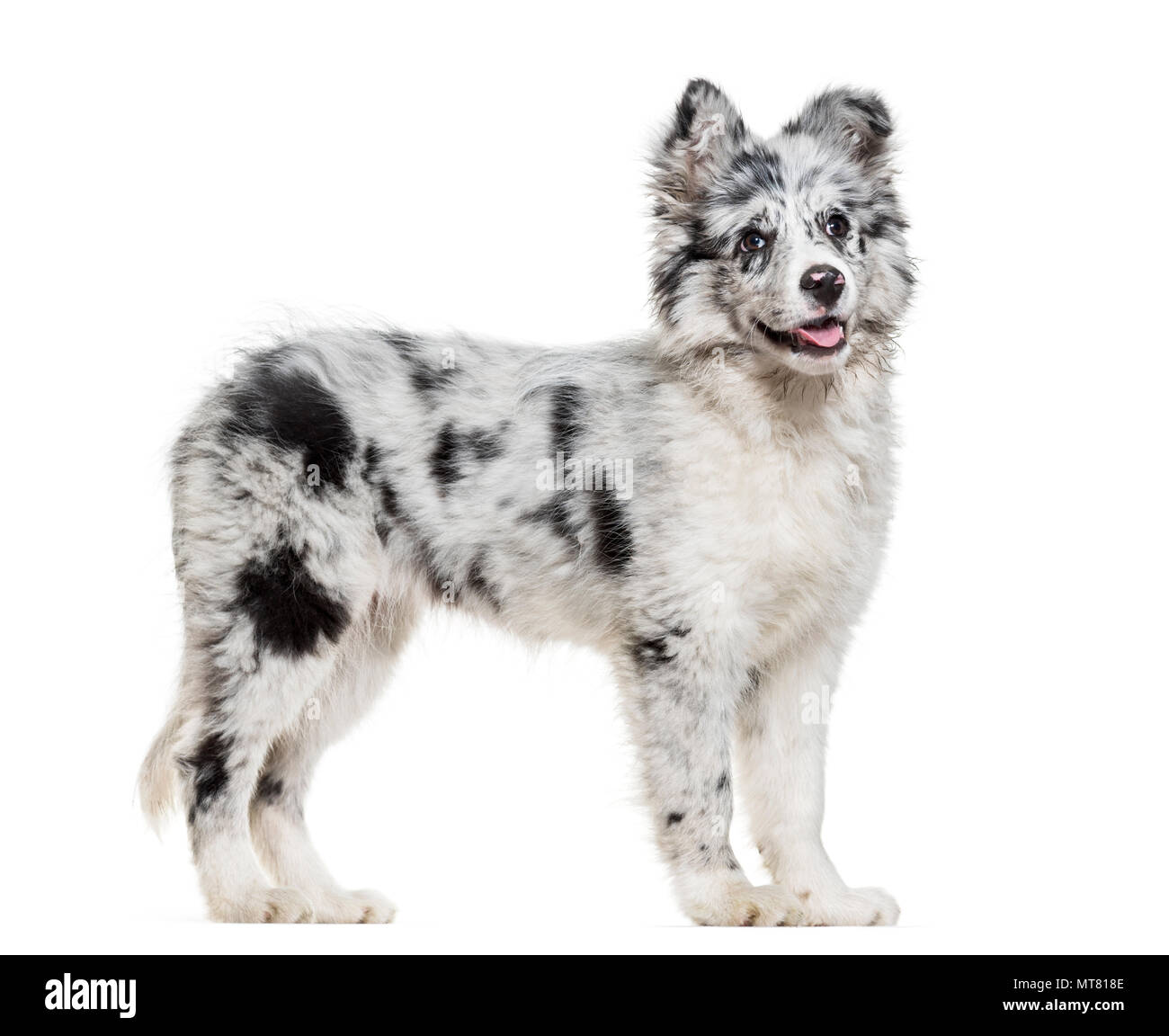 Giovani Border Collie cane contro uno sfondo bianco Foto Stock