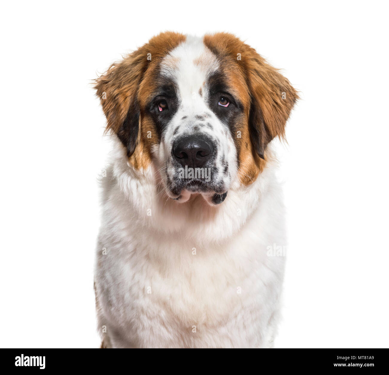 San Bernardo cane in verticale contro uno sfondo bianco Foto Stock