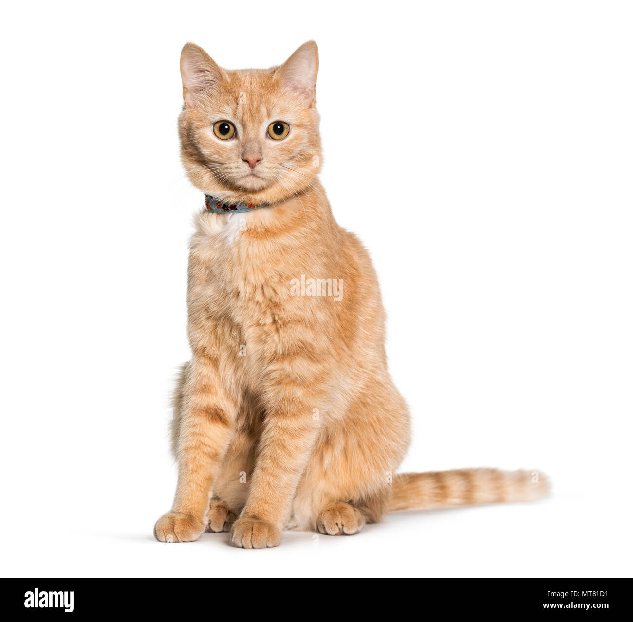Mixed-razza gatto seduto e guardando la telecamera contro uno sfondo bianco Foto Stock