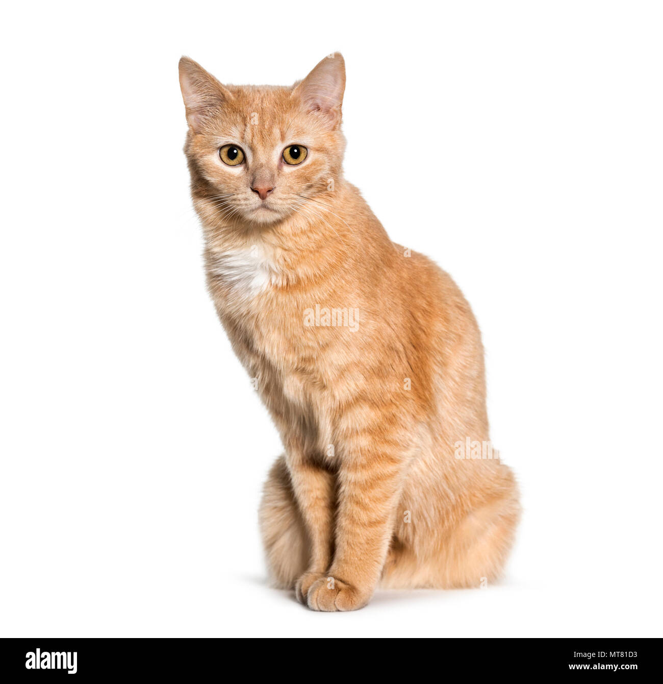 Mixed-razza gatto seduto contro uno sfondo bianco Foto Stock