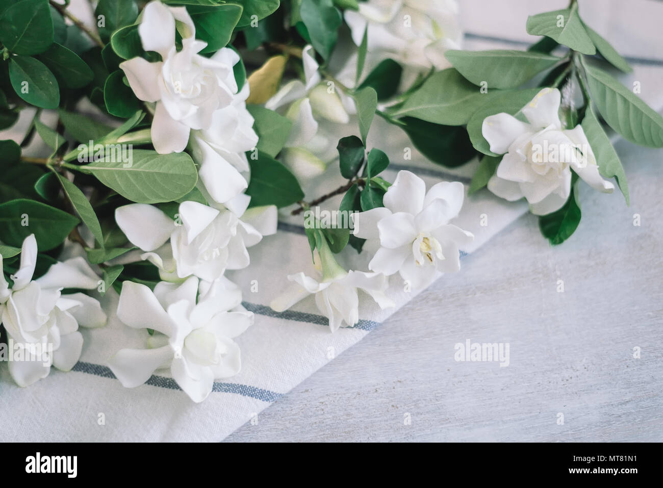 Cape fiori di gelsomino con striscia blu tovagliolo bianco sul tavolo di legno Foto Stock