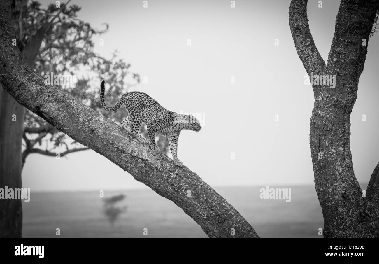 Leopard si arrampica verso il basso a partire da un albero Foto Stock