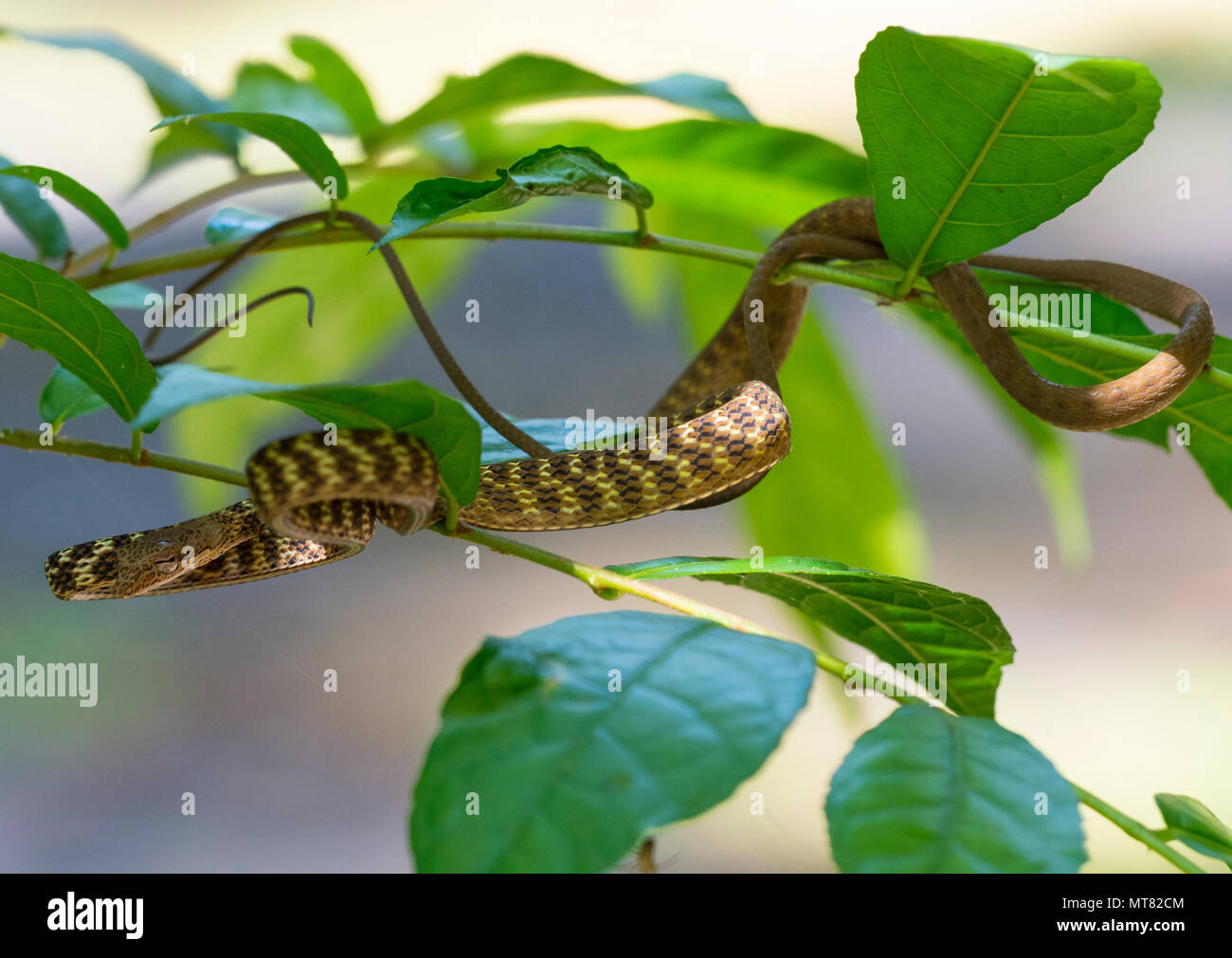 Speckle-Headed frusta Snake (Ahaetulla fasciolata) in una struttura ad albero nella foresta pluviale Phuket Thailandia Foto Stock