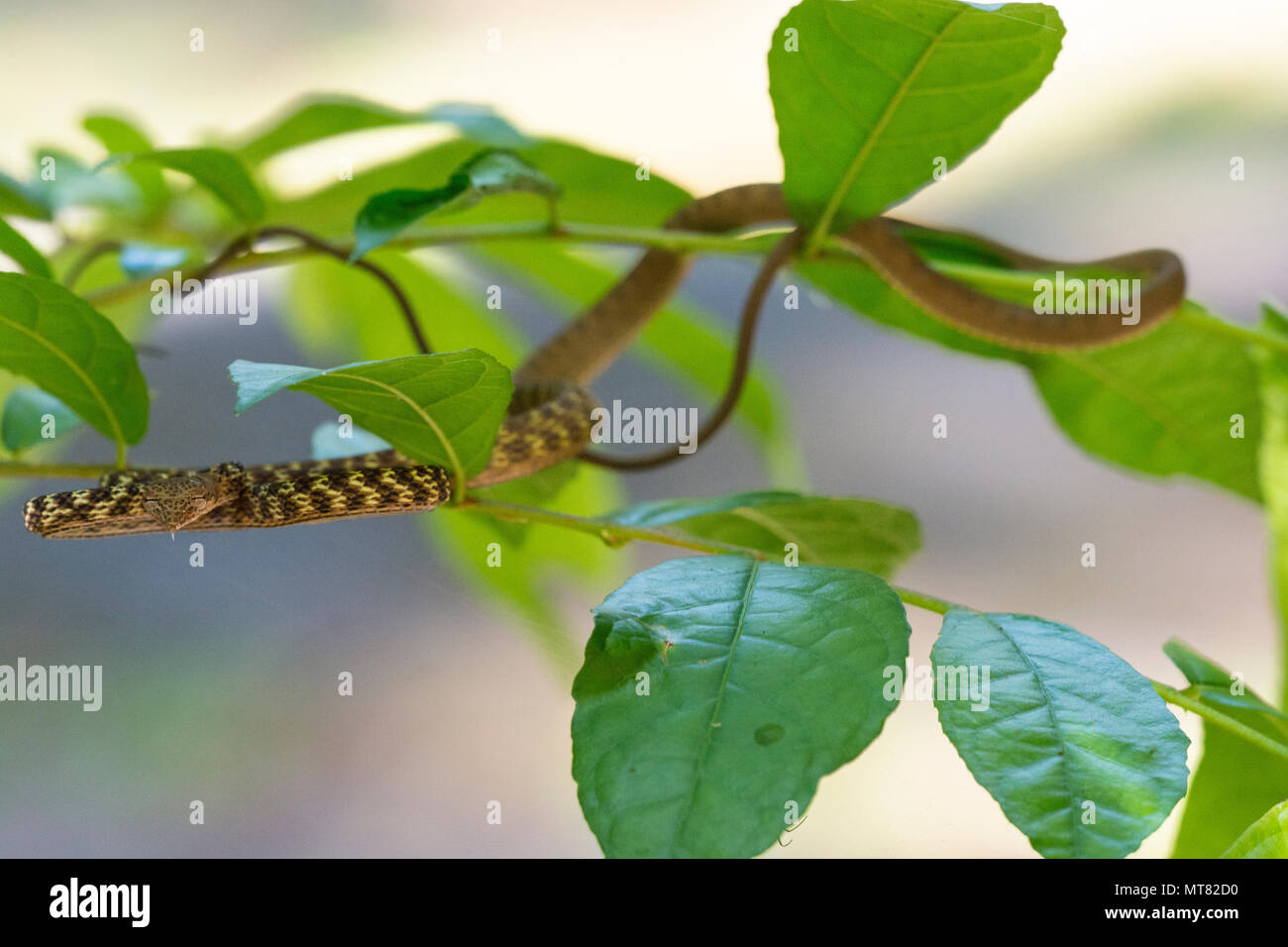 Speckle-Headed frusta Snake (Ahaetulla fasciolata) in una struttura ad albero nella foresta pluviale Phuket Thailandia Foto Stock