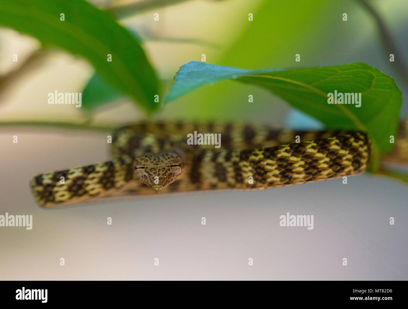 Speckle-Headed frusta Snake (Ahaetulla fasciolata) in una struttura ad albero nella foresta pluviale Phuket Thailandia Foto Stock