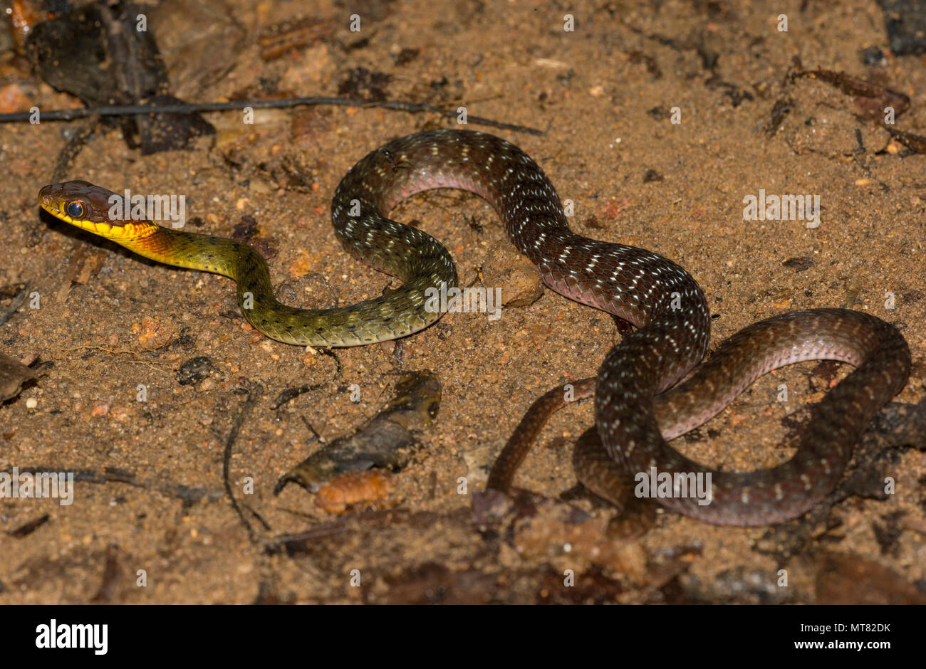 Speckle-Bellied Keelback (Rhabdophis murudensis) Phuket Thailandia nella foresta pluviale. Foto Stock