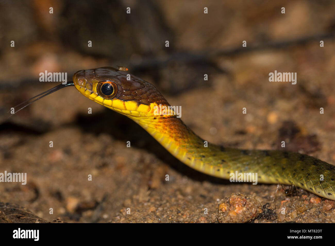 Speckle-Bellied Keelback (Rhabdophis murudensis) Phuket Thailandia nella foresta pluviale. Foto Stock