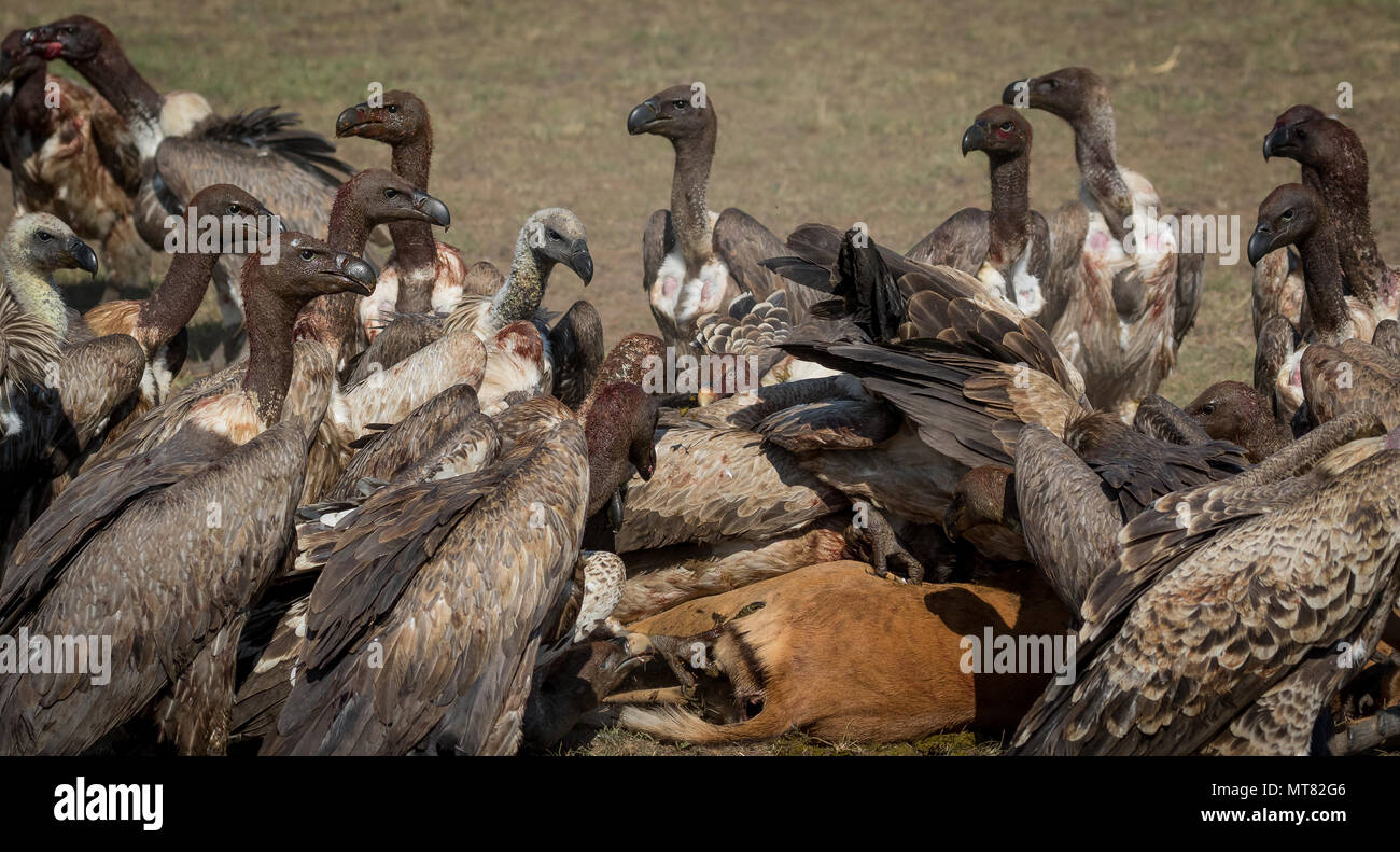 Gli avvoltoi feed su un impala Foto Stock