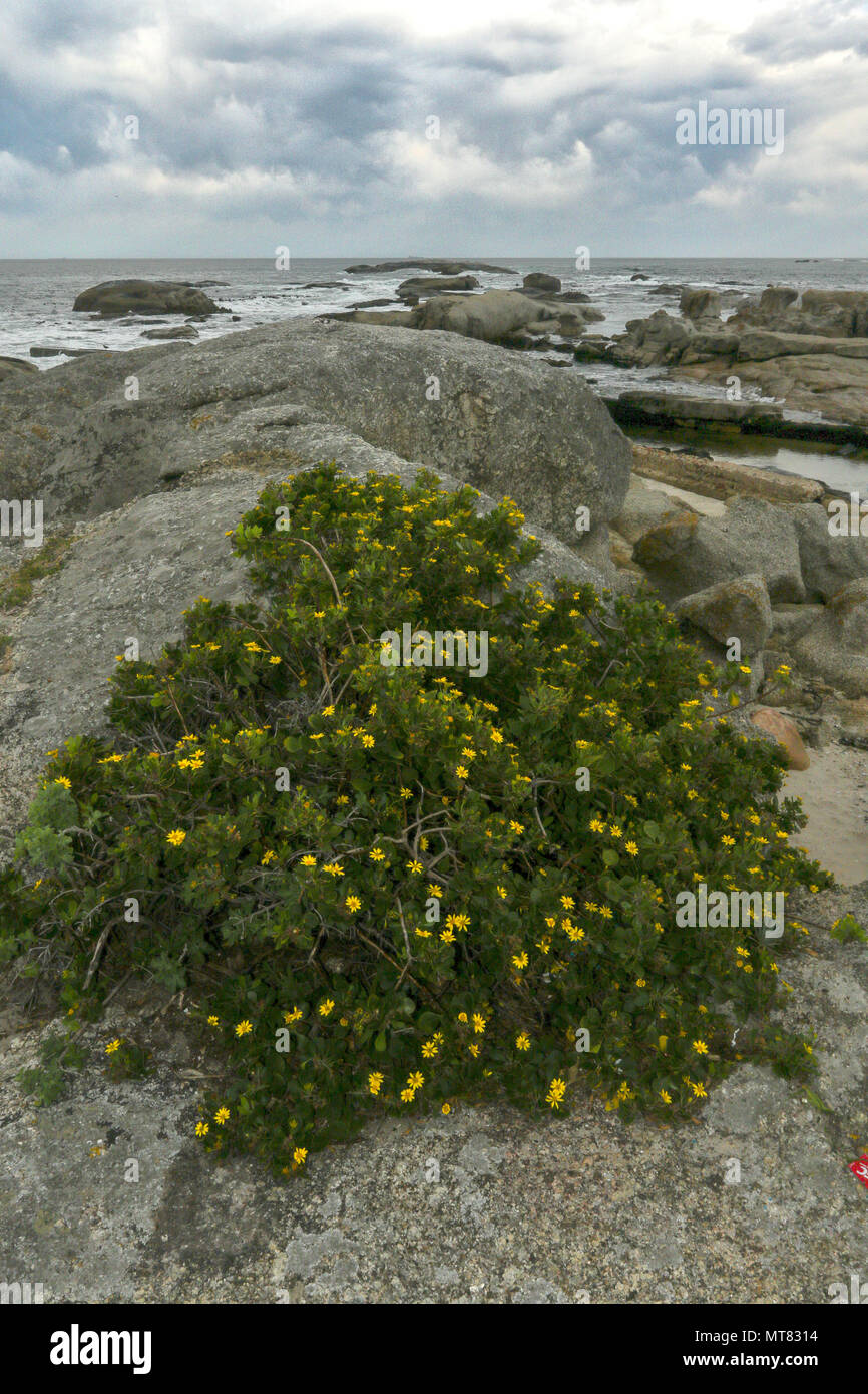 Sperone di roccia e fiori di colore giallo a Camps Bay, Garden Route, Sud Africa Foto Stock