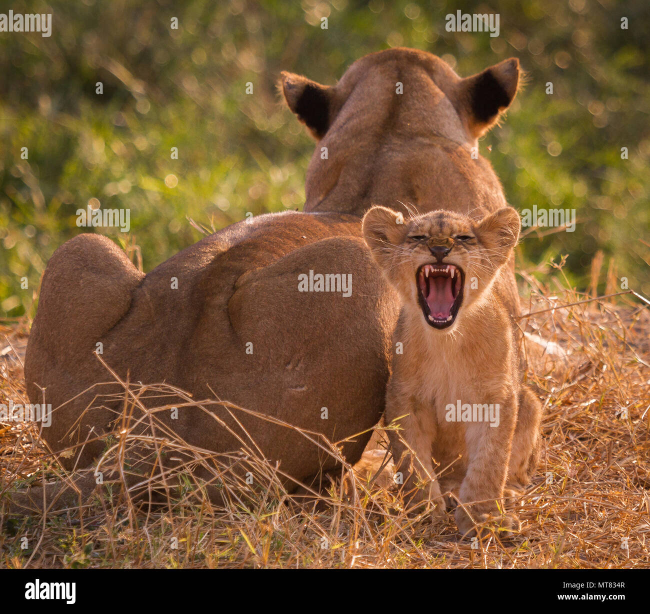 Lion cub ruggito Foto Stock