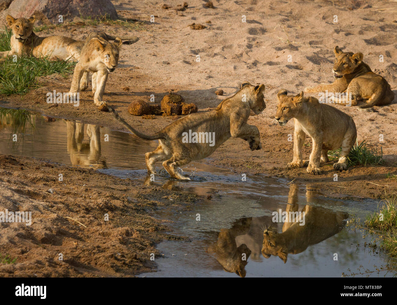 Lion cubs giocare in alveo Foto Stock