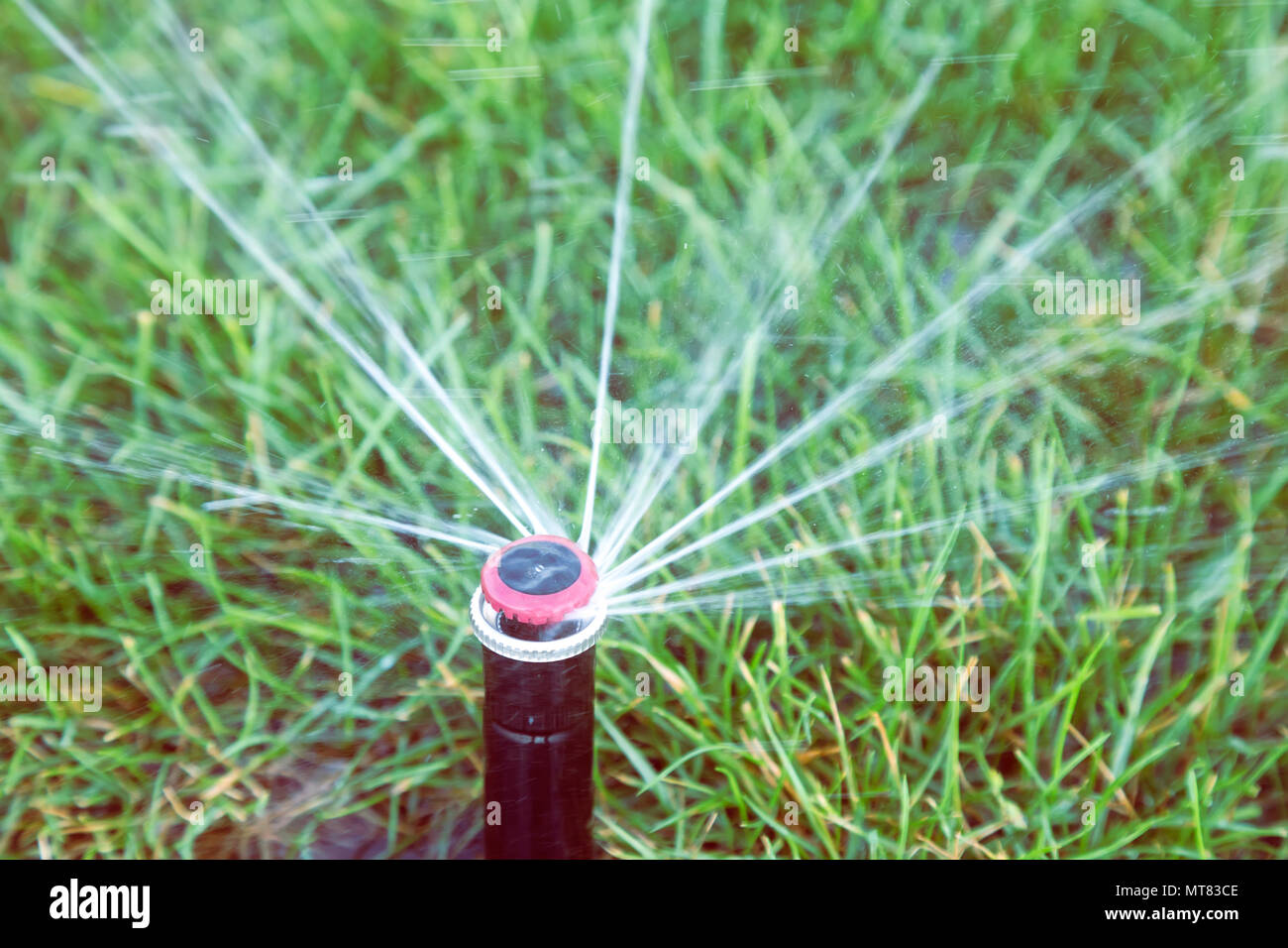 Una protezione sprinkler automatica testa disperdere acqua sull'erba. Sprinkler erba di irrorazione di acqua sul prato di close-up. In stile vintage. Foto Stock