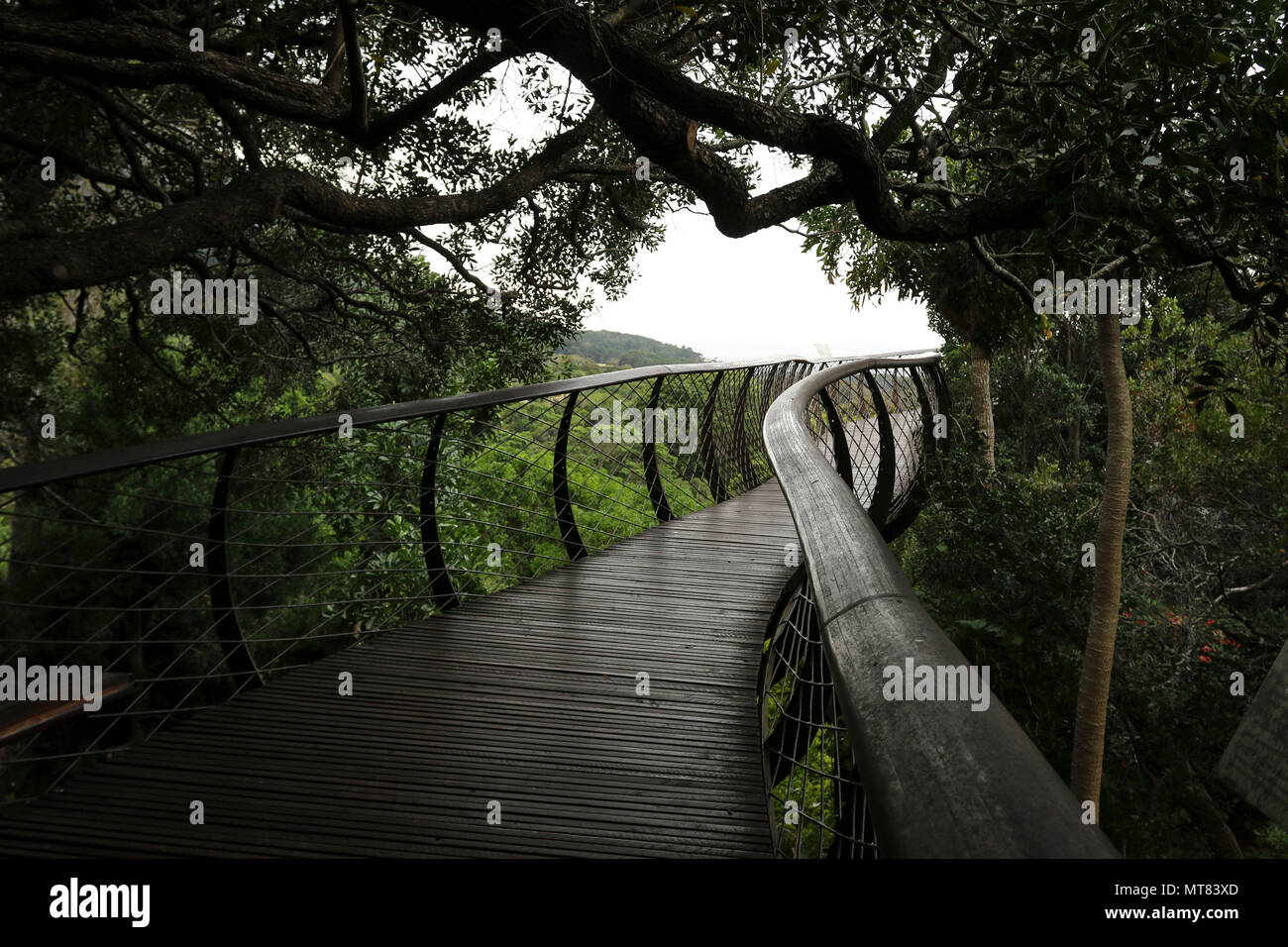 Passerella in legno attraverso gli alberi, Kirstenbosch Botanic Gardens, Città del Capo, Sud Africa Foto Stock