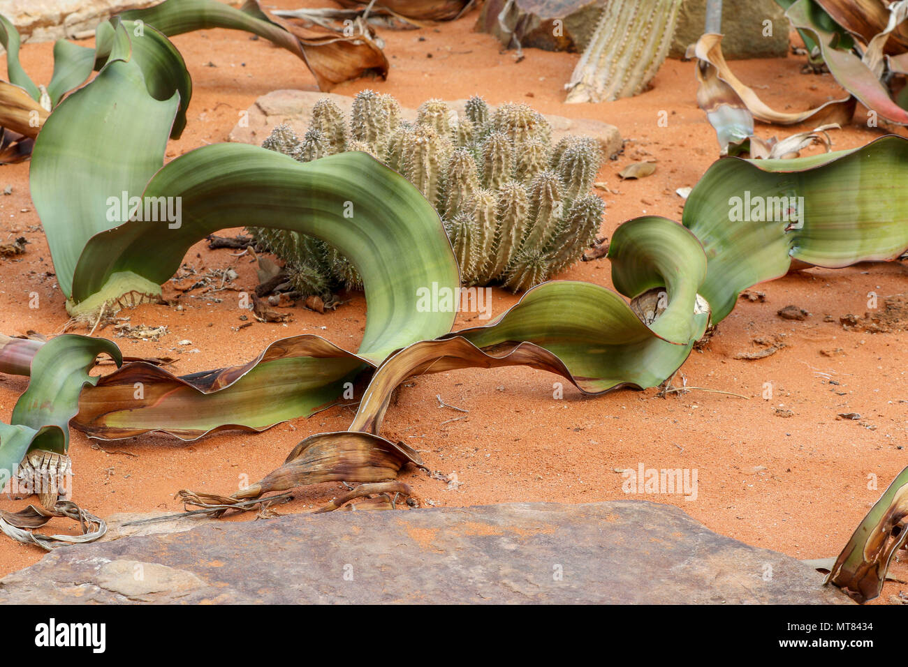 Welwitschia impianto di Kirstenbosch orto botanico, di Città del Capo, Sud Africa Foto Stock
