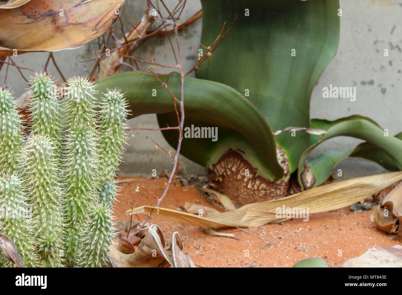Welwitschia impianto di Kirstenbosch orto botanico, di Città del Capo, Sud Africa Foto Stock