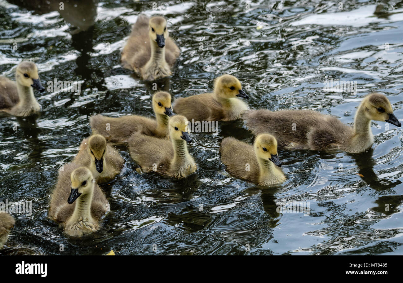 Oche del Canada con goslings a Weald Country Park, Brentwood, Essex Foto Stock