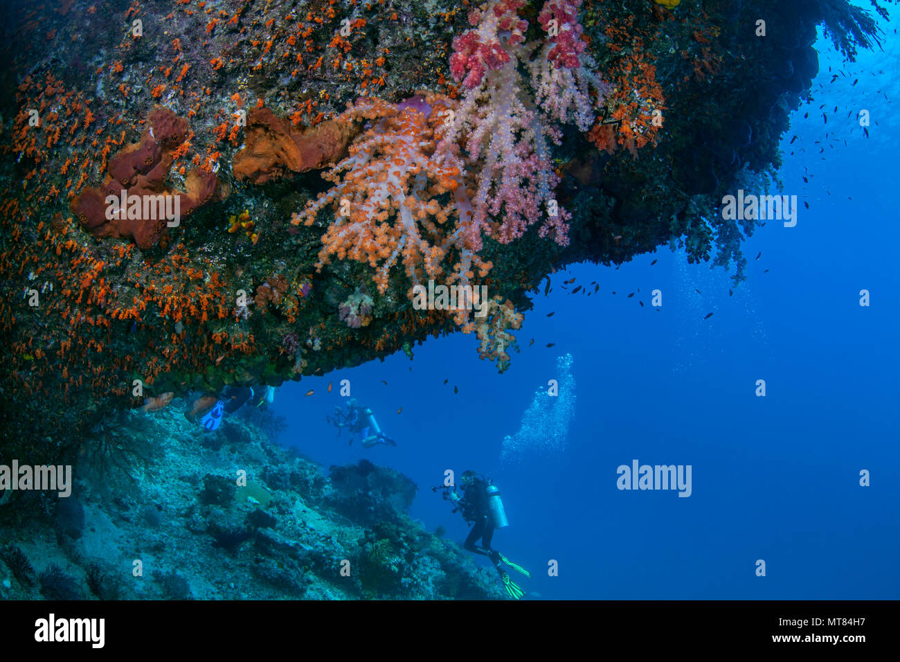 Subacquei esplorare scogliera con coralli molli sotto il listello in primo piano. Raja Ampat, Indonesia. Foto Stock